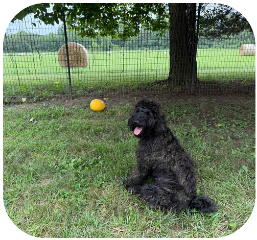 happy dog from doggie dude ranch dog boarding