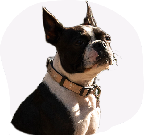 happy dog at dog boarding and dog training